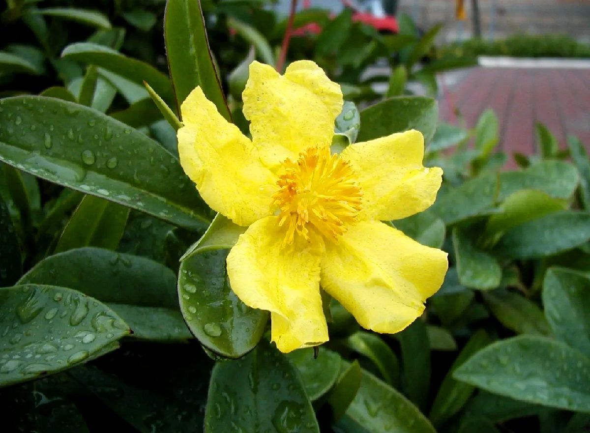 Hibbertia scandens - Snake Vine