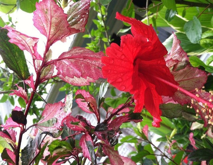 Hibiscus rosa-sinensis Cooperi - ROSE FLAKE - China Rose