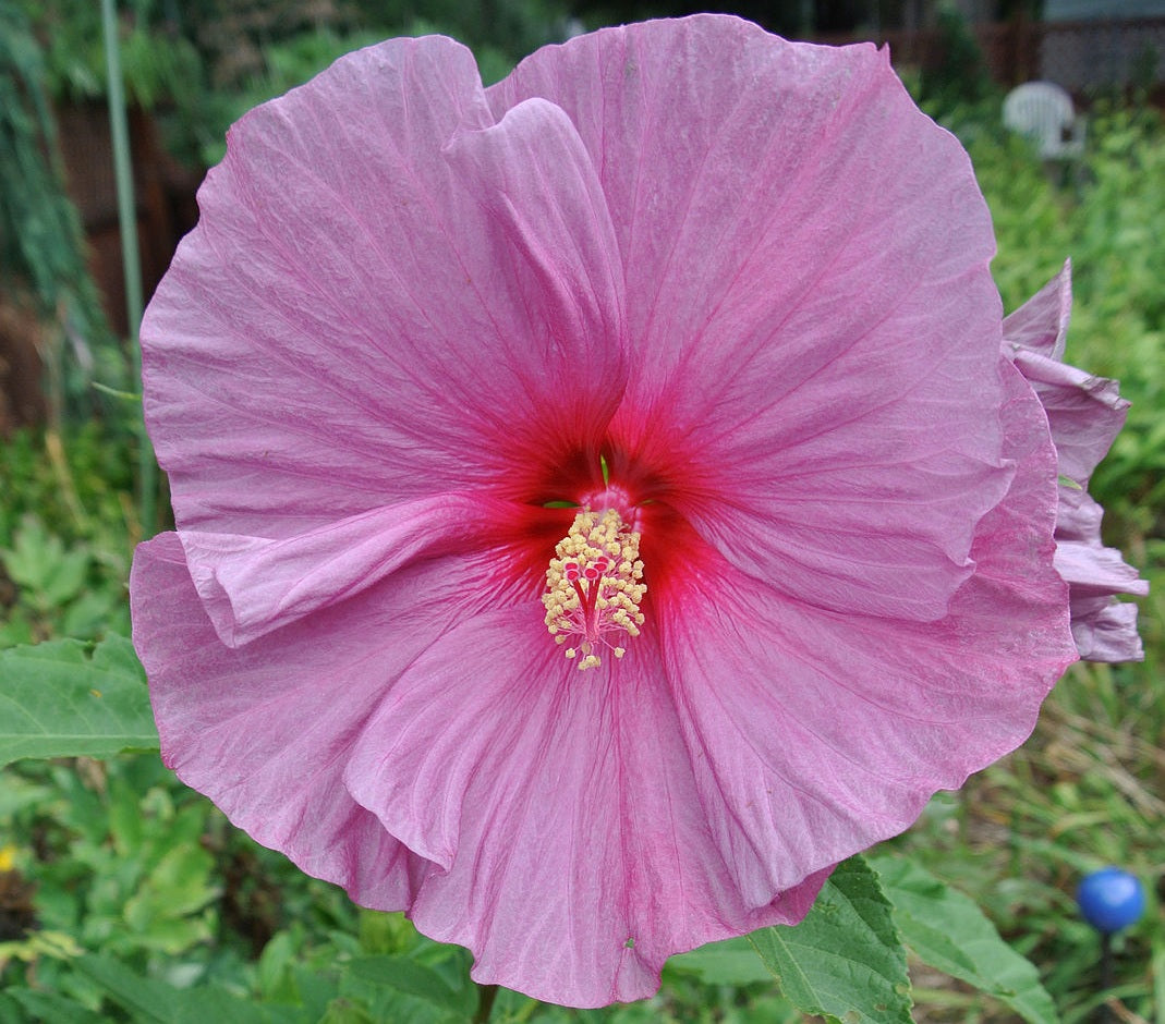 Hibiscus moscheutos - FANTASIA - Rose Mallow