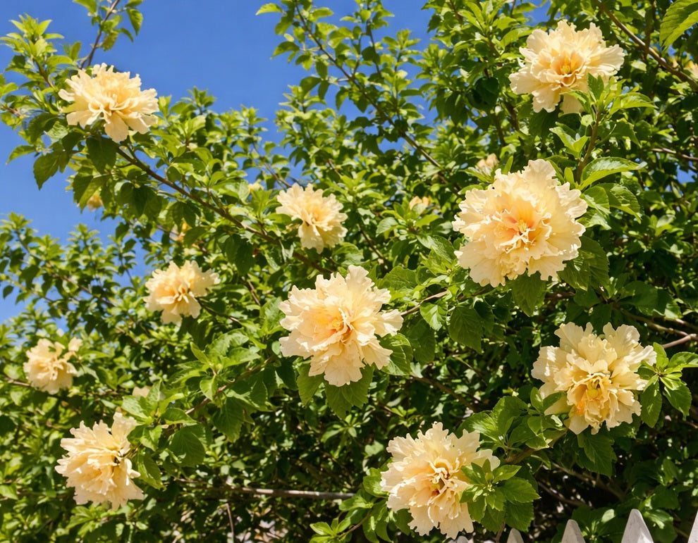 Hibiscus rosa-sinensis - MRS ANDREASEN / PEACHES AND CREAM - China Rose