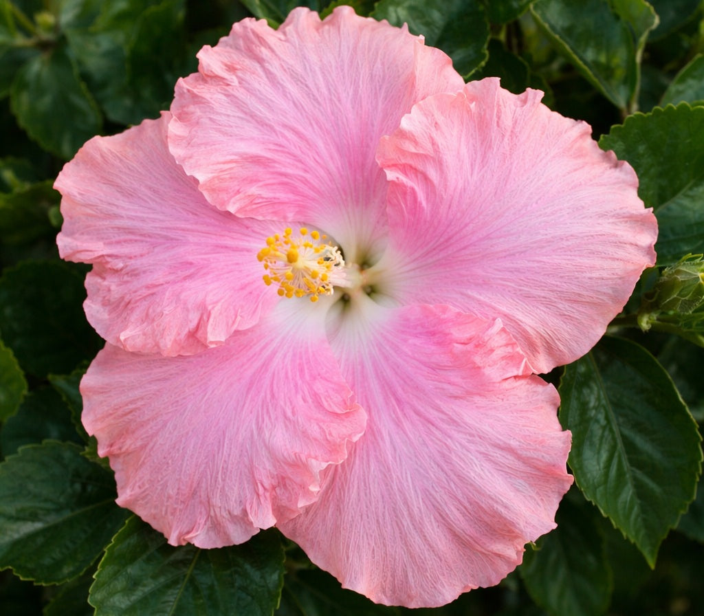 Hibiscus rosa-sinensis - MRS TOMPKINS - China Rose