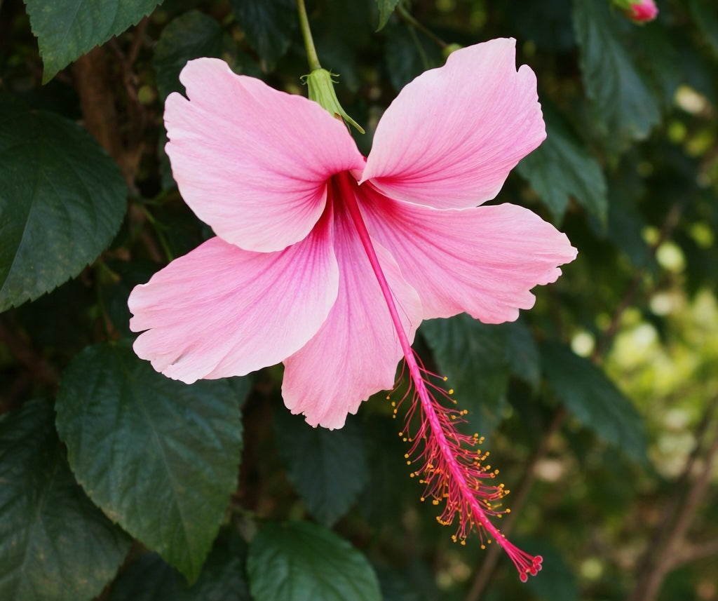 Hibiscus rosa-sinensis - RUTH WILCOX - China Rose