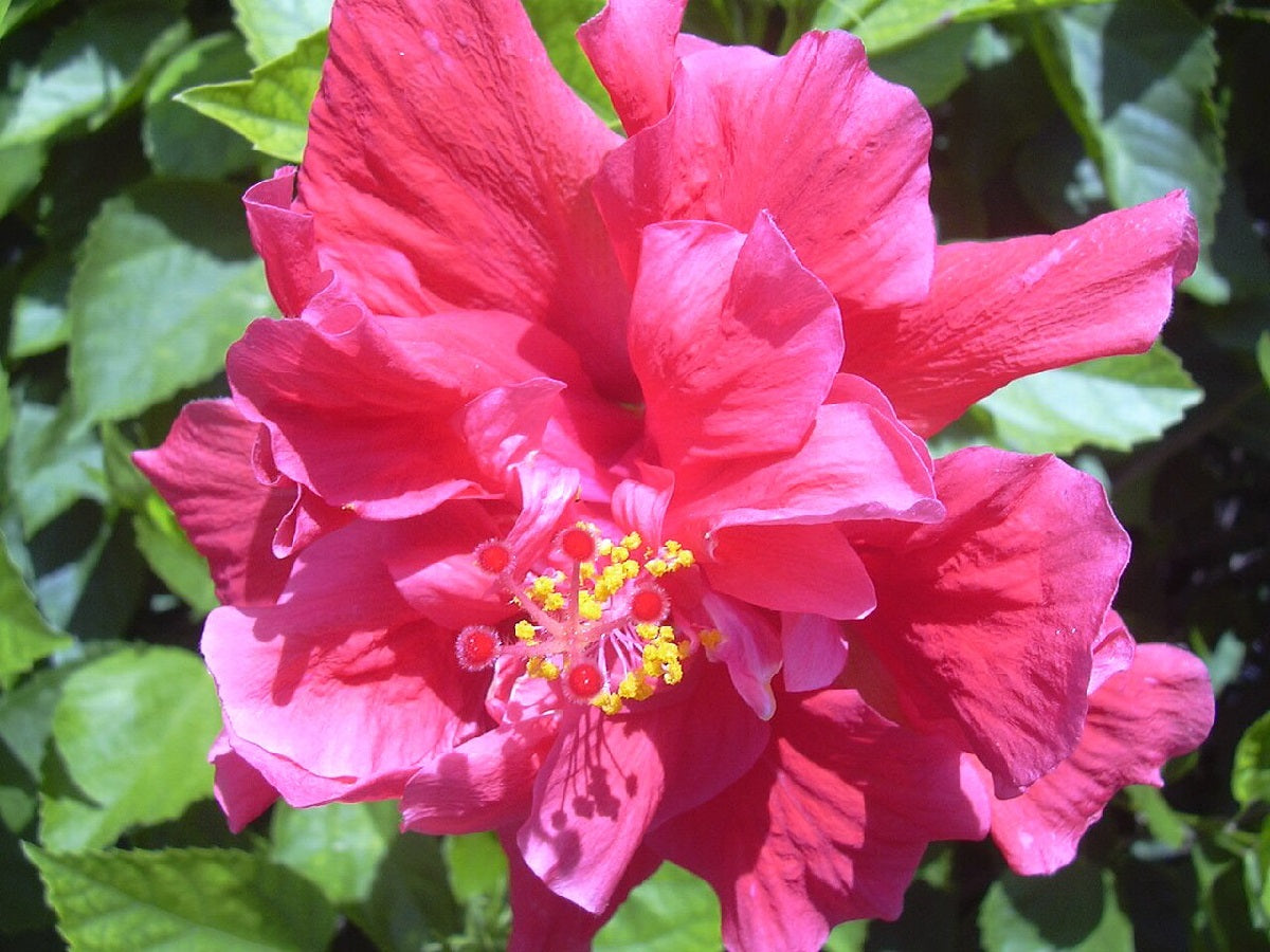 Hibiscus rosa-sinensis - LANDERSII - China Rose
