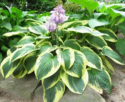 Hosta sieboldiana - ANNE - Siebolds Plantain Lily