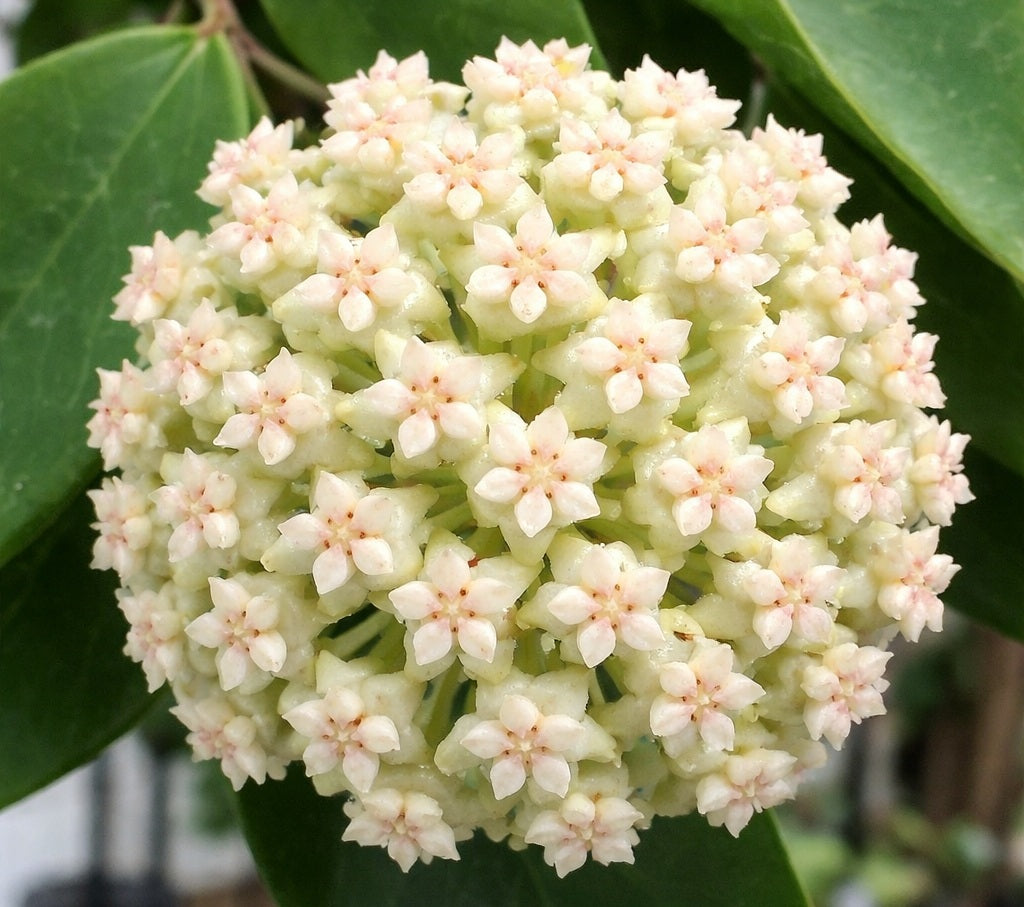 Hoya verticillata - CHIANG MAI - Wax Flower