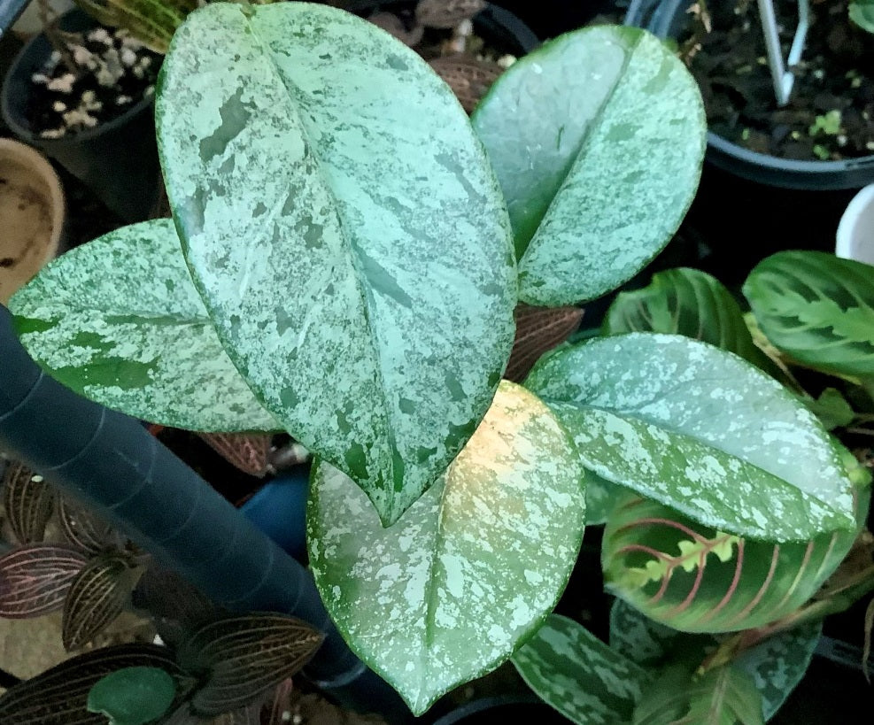 Hoya fungii - ESTHERS HYBRID - Wax Flower