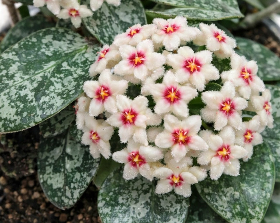 Hoya carnosa x serpens - MATHILDE SPLASH - Wax Flower
