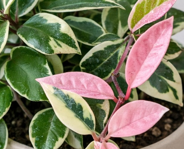 Hoya carnosa - PURPLE PRIDE - Variegated Wax Flower
