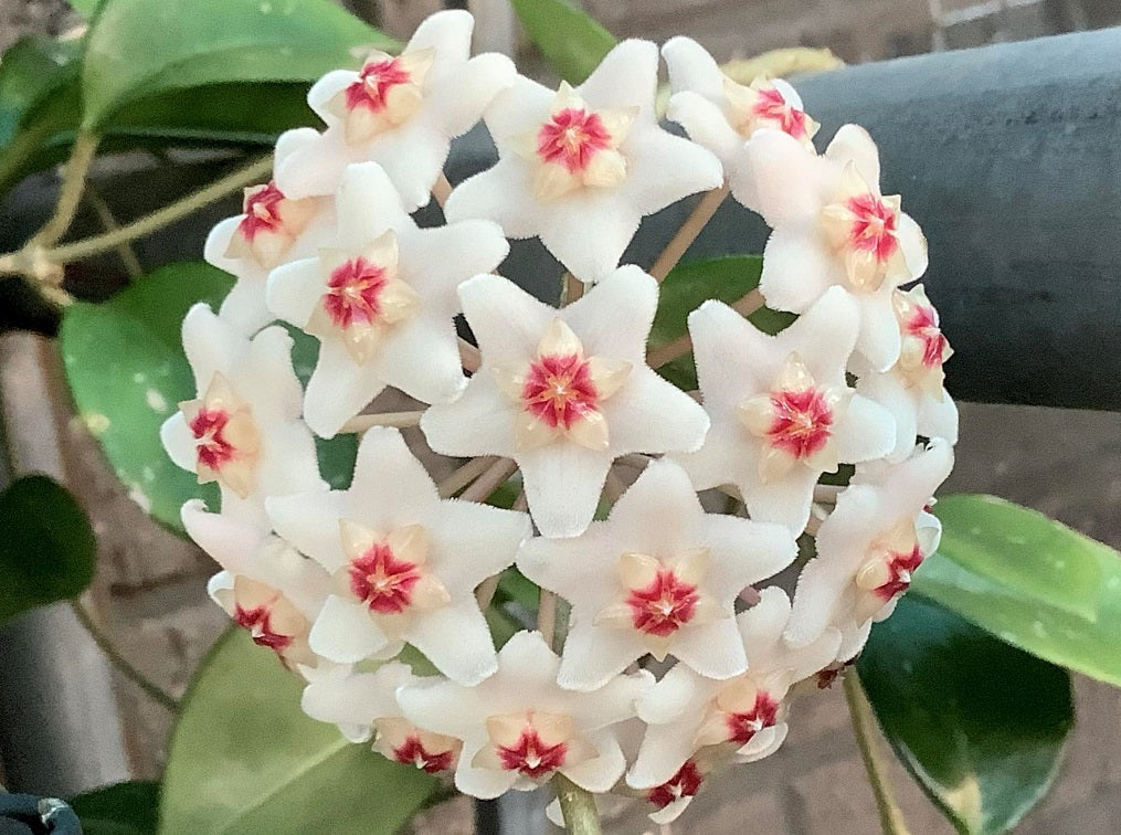 Hoya carnosa - SNOWBALL - Wax Flower
