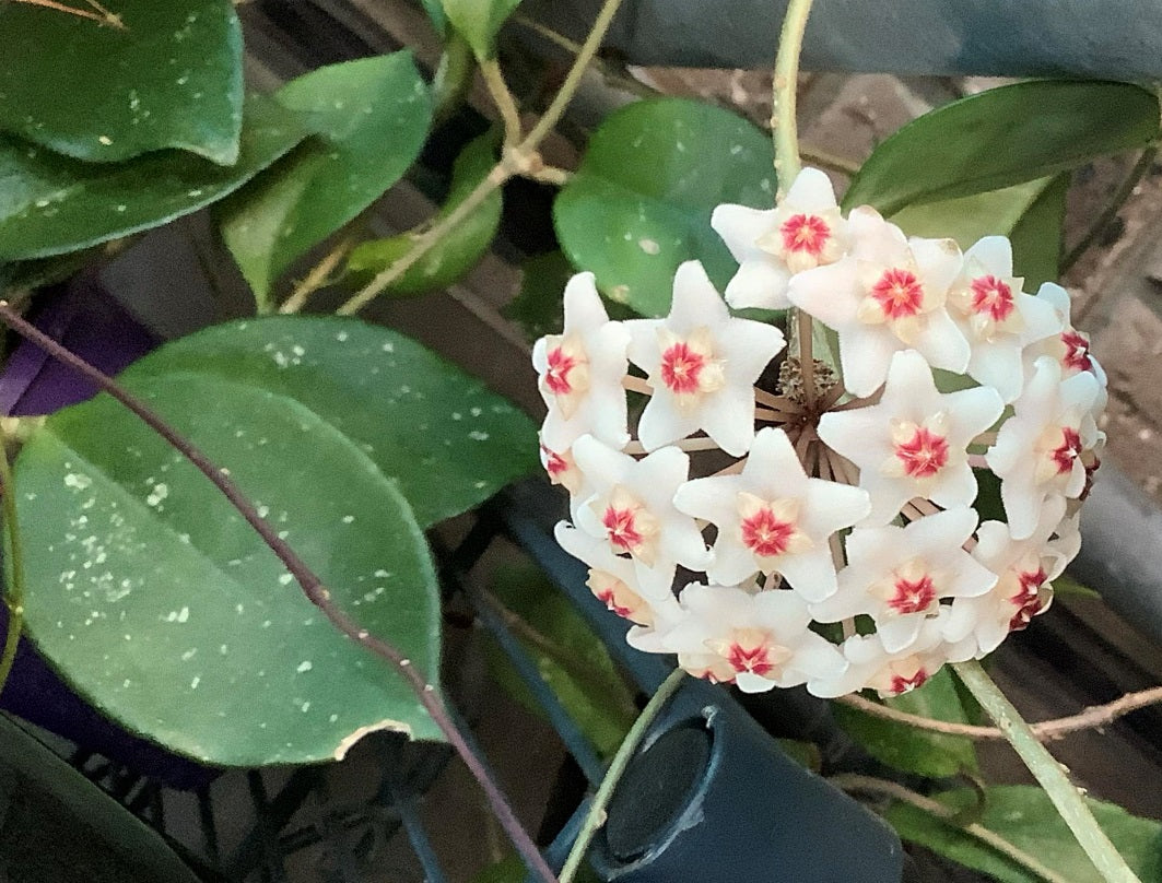 Hoya carnosa - SNOWBALL - Wax Flower