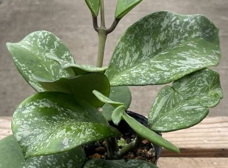 Hoya obovata - SPLASH - Wax Flower