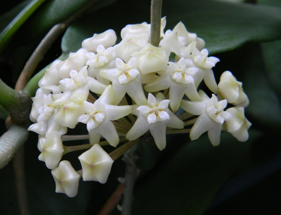 Hoya arnottiana - Arnotts Wax Flower Hanging Basket