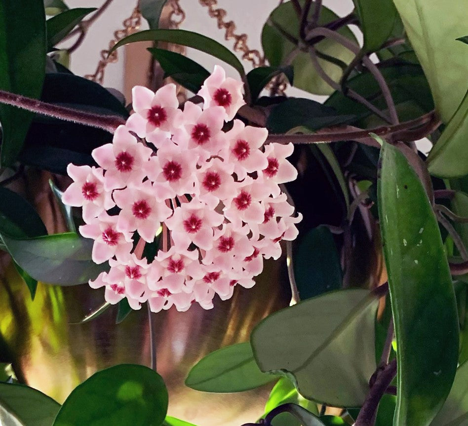 Hoya carnosa - Wax Flower Tripod
