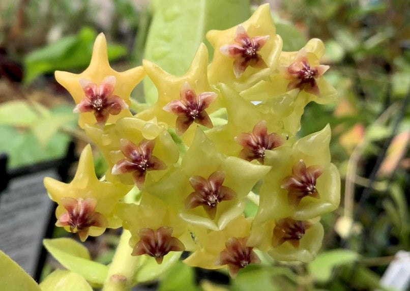 Hoya densifolia - Wax Flower