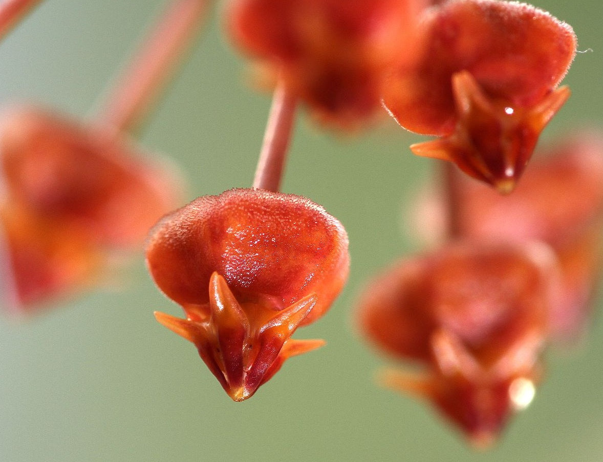 Hoya loheri - Wax Flower Hanging Basket