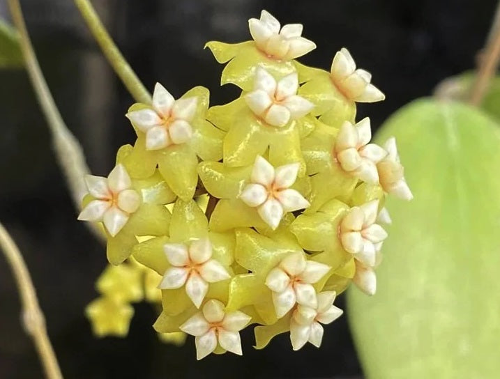 Hoya nicholsoniae - Wax Flower