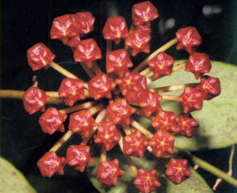 Hoya rundumensis - Wax Flower