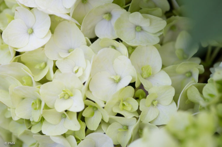 Hydrangea macrophylla - MAGICAL PEARL - Hortensia