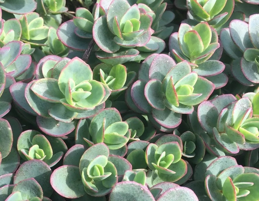 Hylotelephium telephium - Sunsparkler® LIME ZINGER - Orpine Sedum 'Lime Zinger' PBR