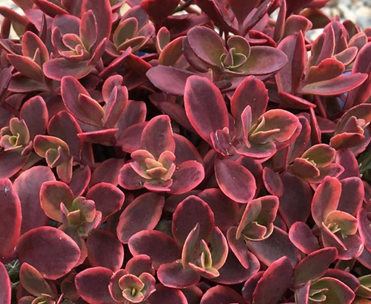 Hylotelephium telephium - Sunsparkler® WILDFIRE - Orpine Sedum 'Wildfire' PBR