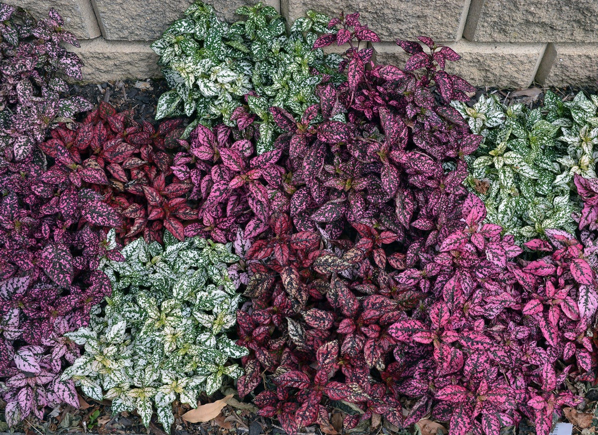 Hypoestes phyllostachya - SPLASH SELECT MIX - Polka Dot Plant