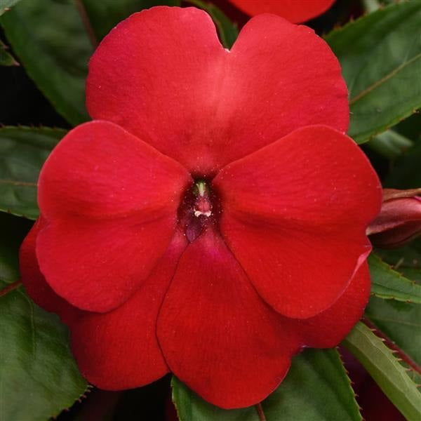 Impatiens hawkeri - Clockwork™ RED - New Guinea Impatiens