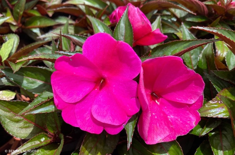 Impatiens hawkeri - Magnifico™ PURPLE - New Guinea Impatiens
