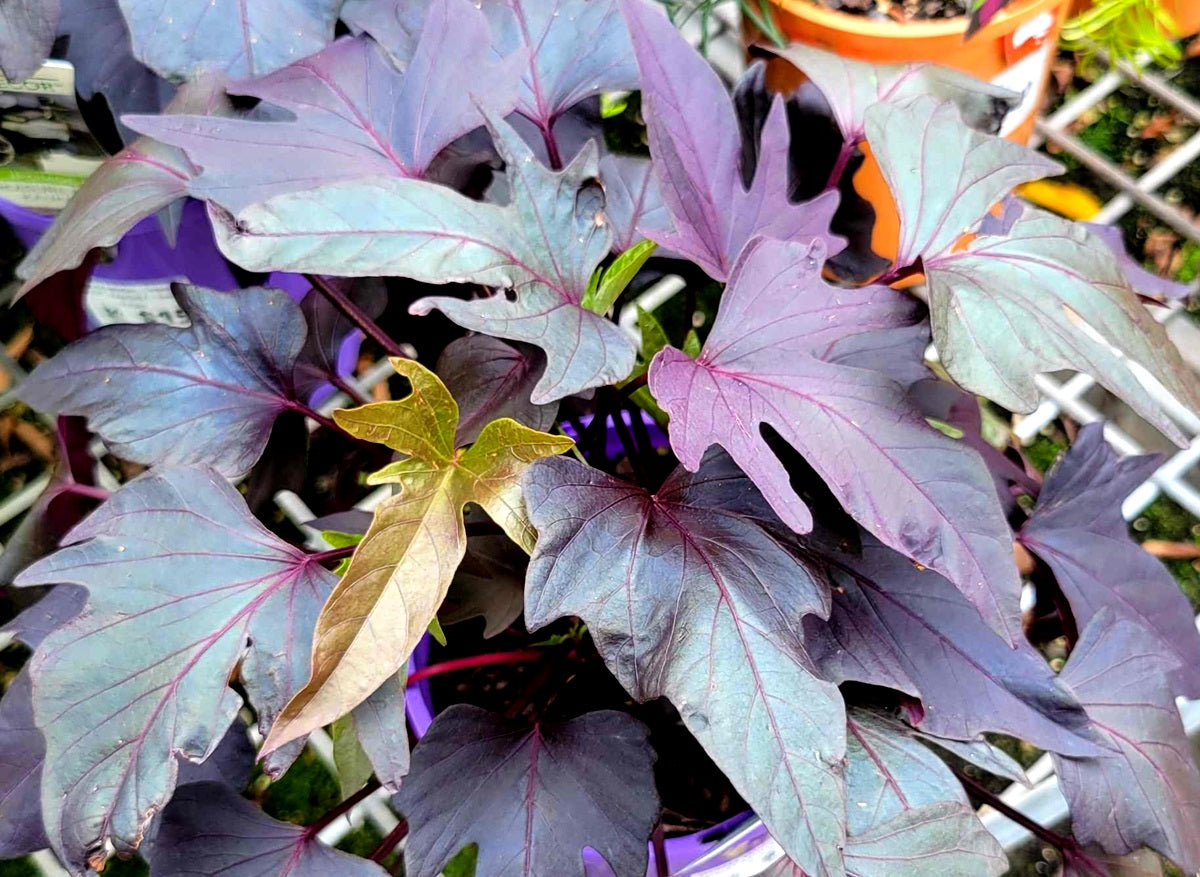 Ipomoea batatas - Treasure Island™ KAUKURA - Sweet Potato