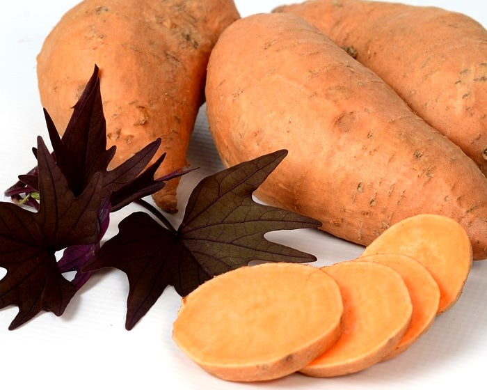 Ipomoea batatas - Treasure Island™ MANIHI - Sweet Potato