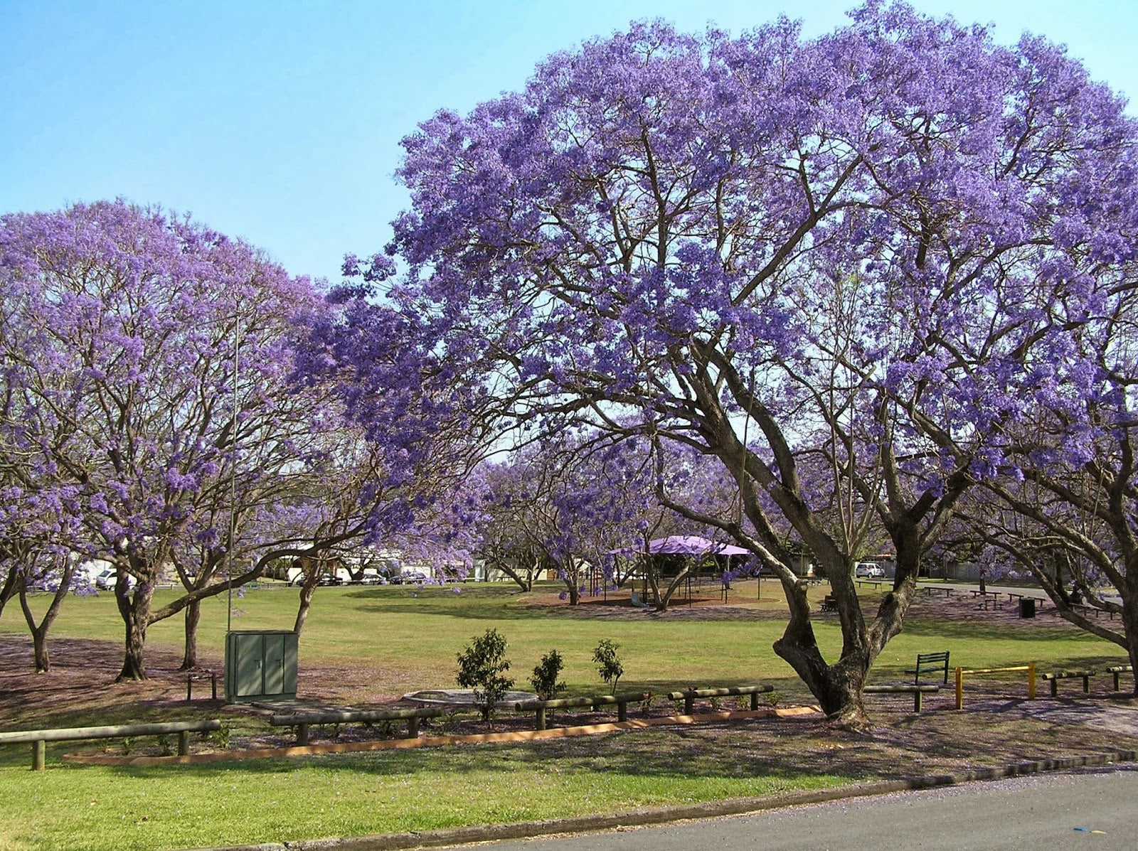 Jacaranda mimosifolia