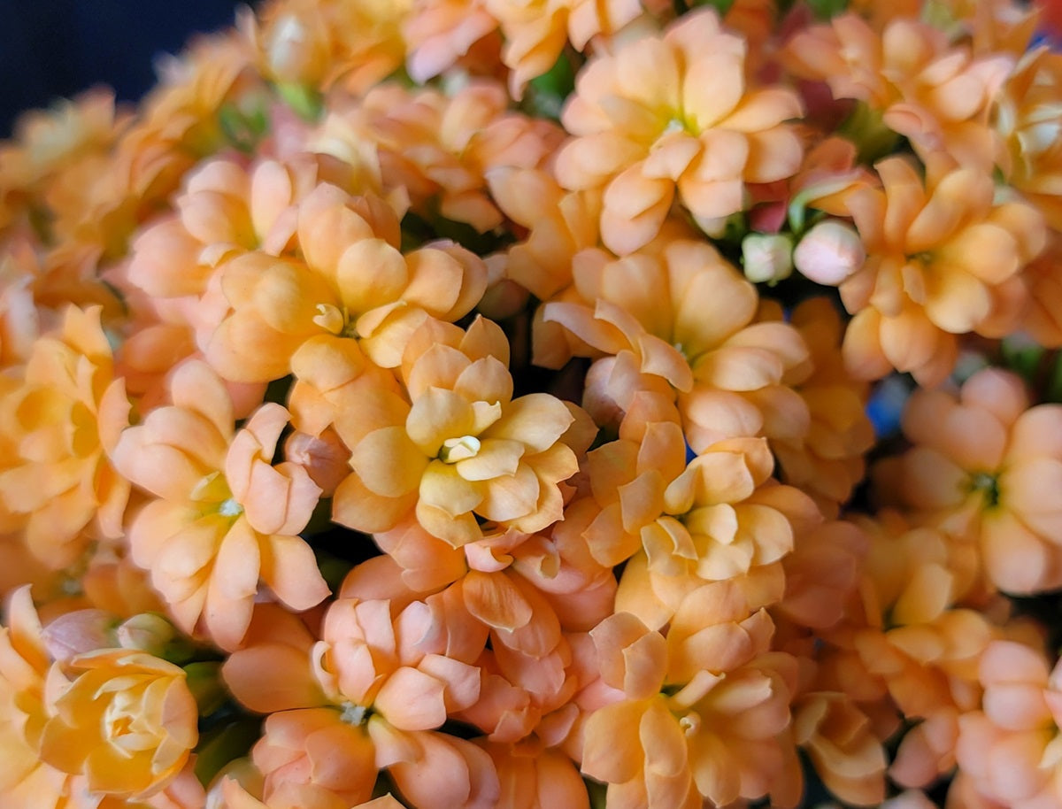 Kalanchoe blossfeldiana - LIGHT ORANGE - Flaming Katy