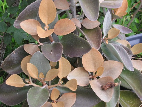 Kalanchoe orgyalis - Copper Spoons