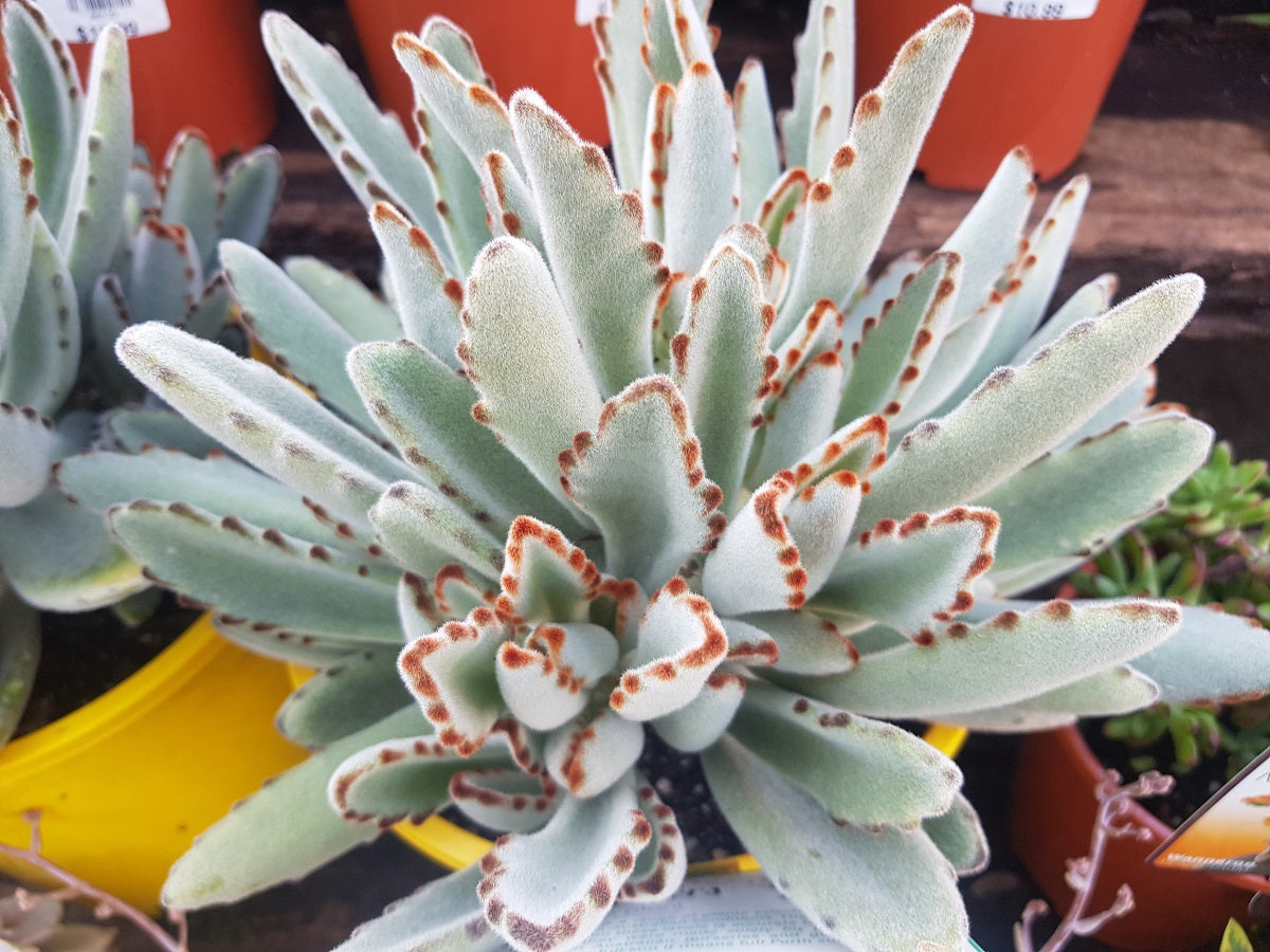 Kalanchoe tomentosa - Panda Plant