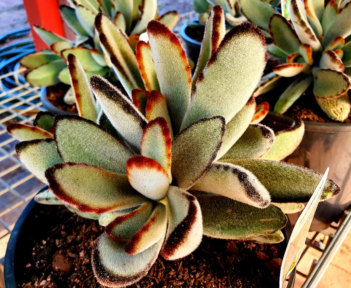Kalanchoe tomentosa - Panda Plant