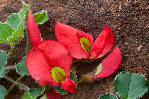 Kennedia prostrata - Running Postman Tubestock