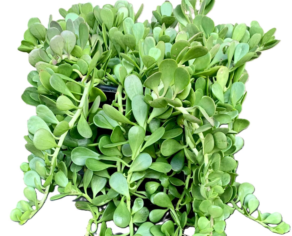 Kleinia petraea - Trailing Jade Hanging Basket