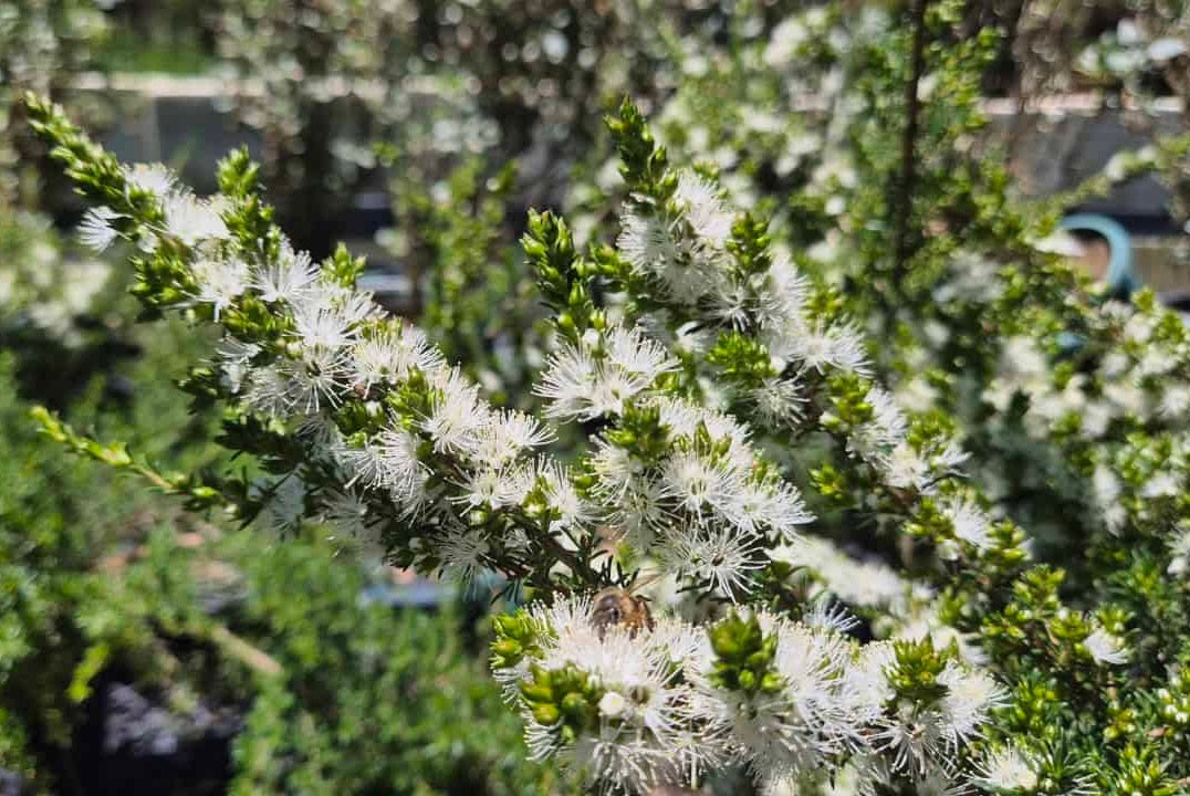 Kunzea ambigua - PROSTRATE FORM - White Kunzea Tucker Bush