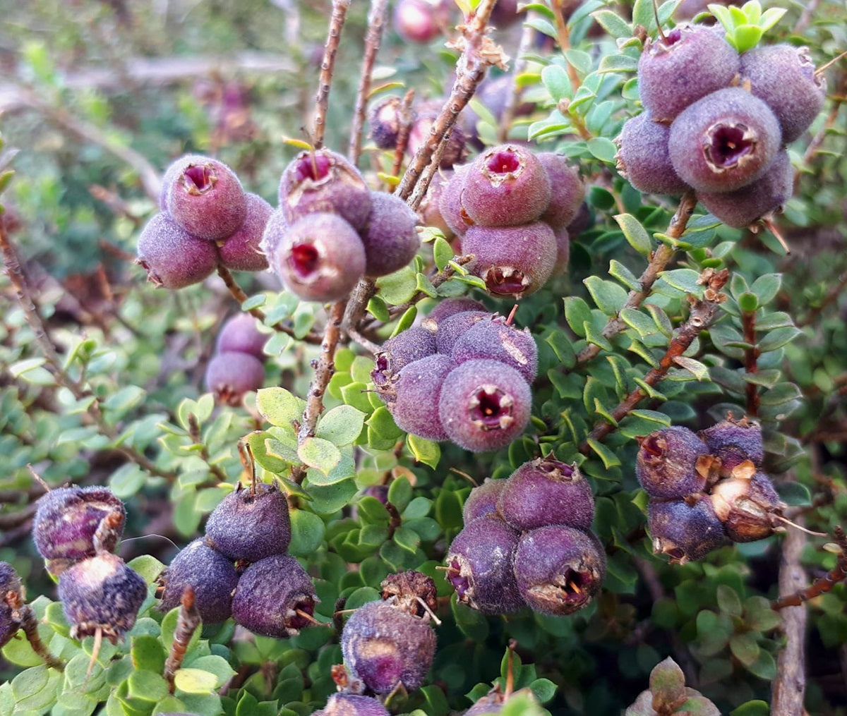 Kunzea pomifera - Muntries Tucker Bush