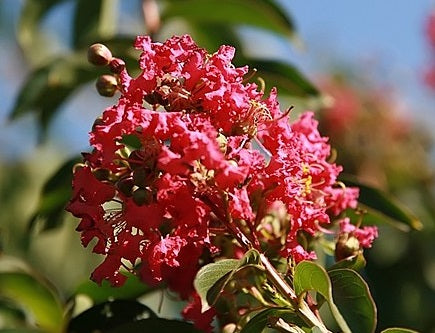 Lagerstroemia indica - COMANCHE - Coral Pink Crepe Myrtle
