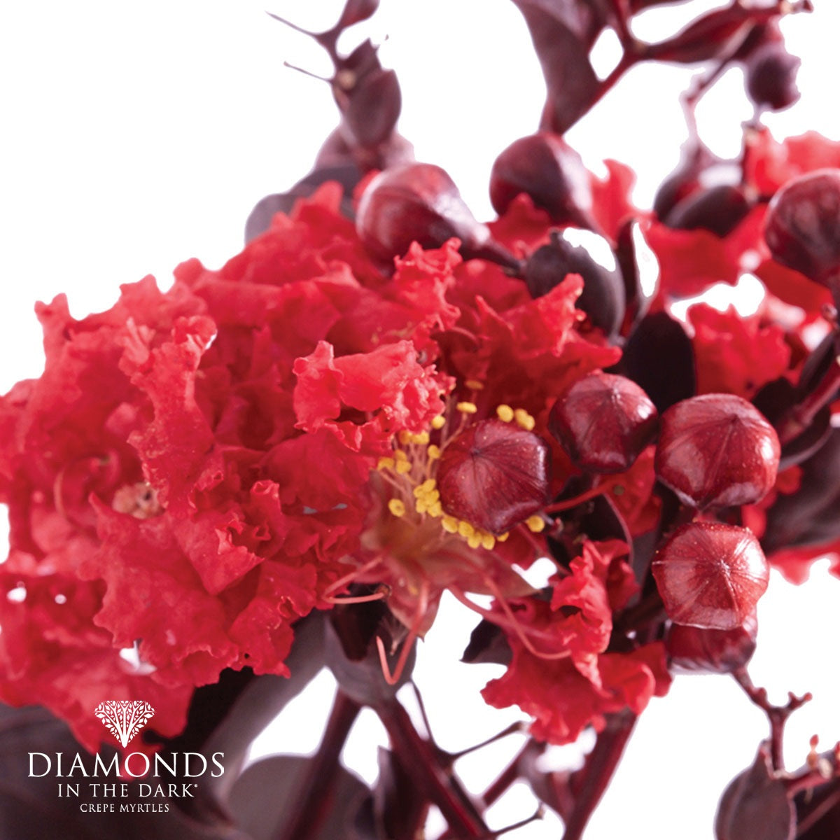 Lagerstroemia indica - Diamonds in the Dark® CRIMSON RED - Crepe Myrtle 'PMC10' PBR