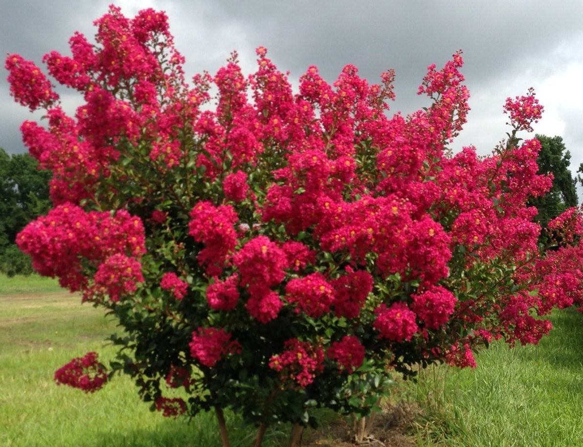 Lagerstroemia indica x subcostata fauriei - TONTO - Red Crepe Myrtle