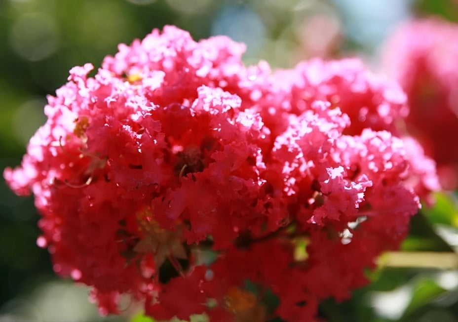 Lagerstroemia indica x subcostata fauriei - TUSCARORA - Deep Pink Crepe Myrtle