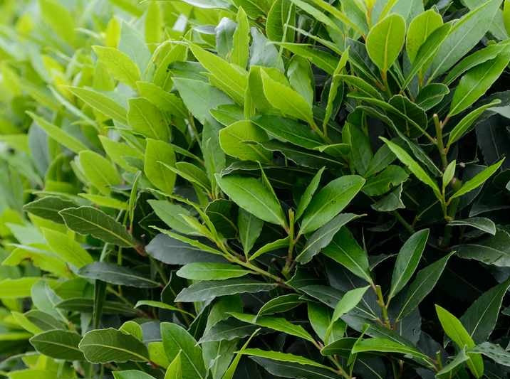 Laurus nobilis - BABY BAY - Bay Tree