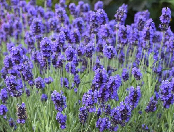 Lavandula angustifolia - LAVANCE DEEP PURPLE - English Lavender