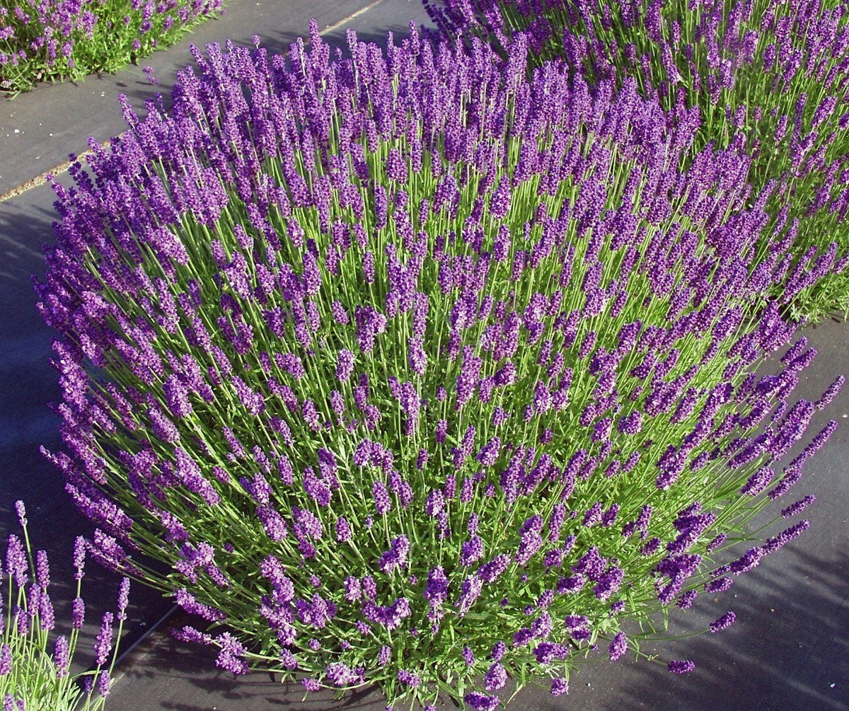 Lavandula angustifolia - HIDCOTE - English Lavender