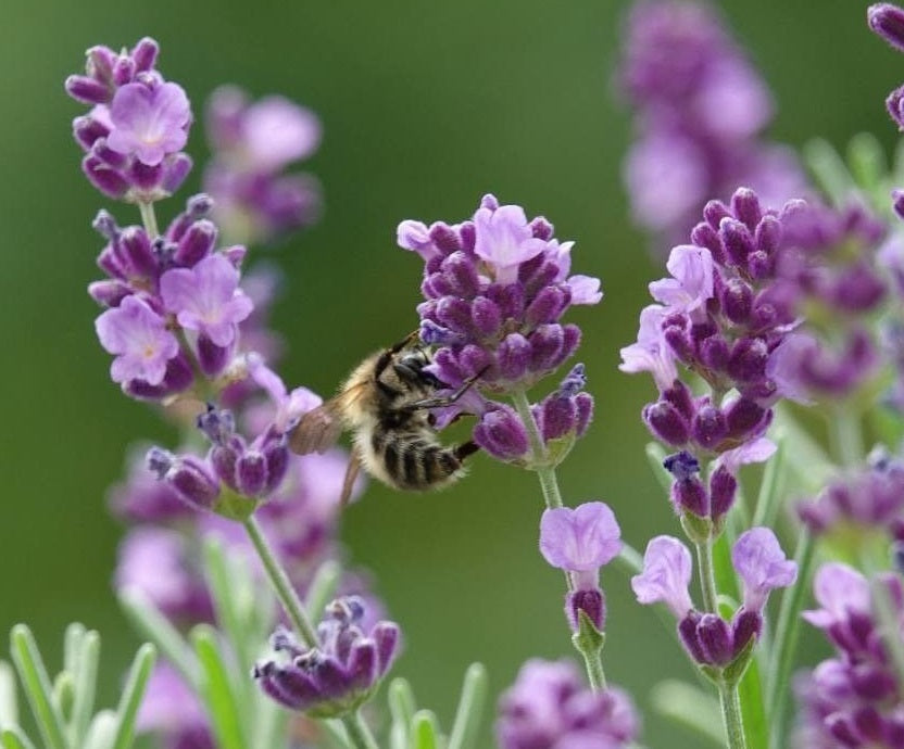 Lavandula angustifolia - English Lavender