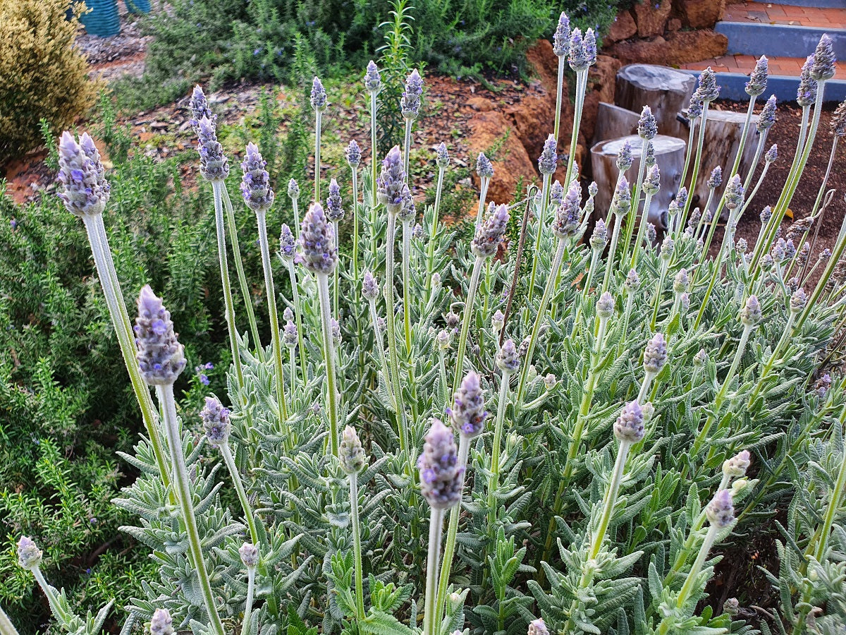Lavandula dentata - OUI BIT EARLY - French Lavender