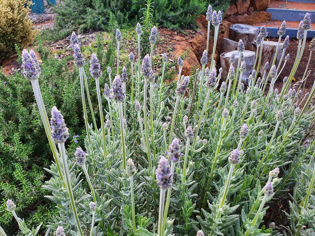 Lavandula dentata - French Lavender