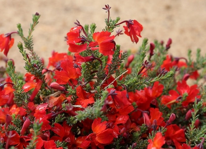 Lechenaultia formosa - PROSTRATE RED