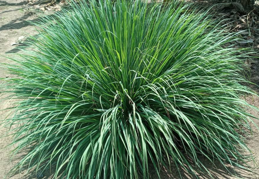 Lemon Grass - Cymbopogon citratus
